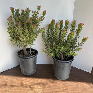 Leucospermums Protea Plants - Etsy