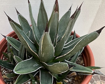 Agave Nickelsiea