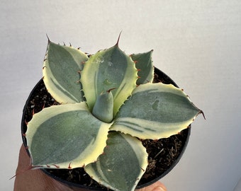 Agave Parryi Truncata “Orizaba “