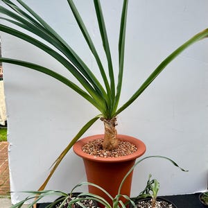 Boophone Disticha in  3 gallon pots