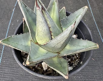Agave Parrasana 