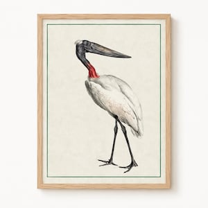 Antique Bird Prints Set | Heron, Flamingo, Pelican Wall Art, Vintage Nature Decor Egret (Print B)