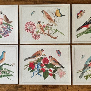 May include: Set of six cards featuring colourful illustrations of birds and flowers. Each card has a different bird species, including a bluebird, a robin, and a cardinal, surrounded by vibrant flowers and leaves.