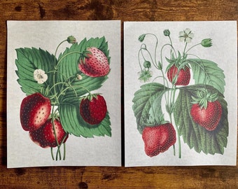 May include: Two vintage botanical illustrations of strawberry plants with red ripe strawberries and white flowers. The illustrations are on white paper with a light gray background.