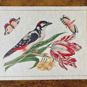May include: A vintage illustration of a woodpecker perched on a branch with red and white tulips. Two butterflies, one blue and one pink, are also depicted in the image.