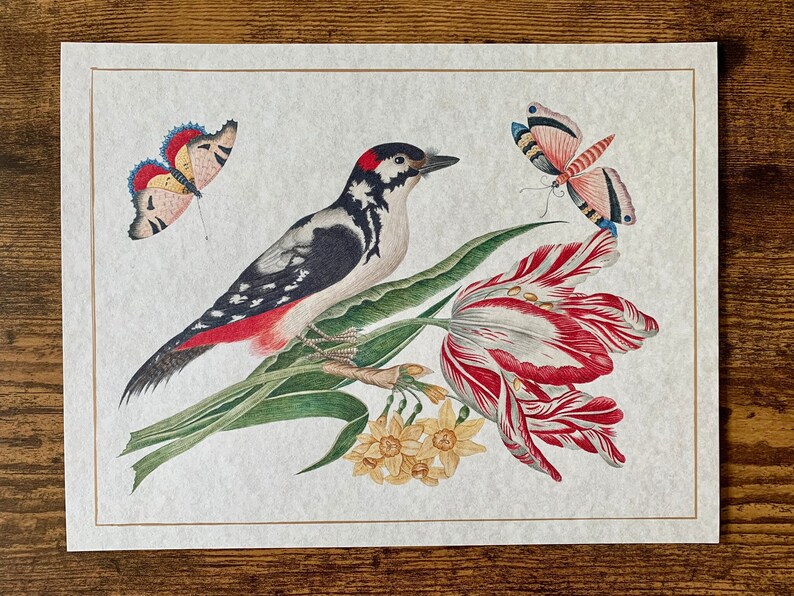May include: A vintage illustration of a woodpecker perched on a branch with red and white tulips. Two butterflies, one blue and one pink, are also depicted in the image.