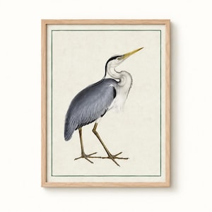 Antique Bird Prints Set | Heron, Flamingo, Pelican Wall Art, Vintage Nature Decor image 12