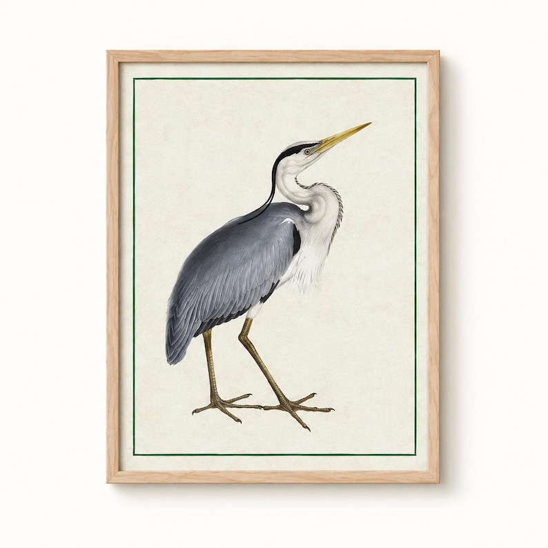 Antique Bird Prints Set | Heron, Flamingo, Pelican Wall Art, Vintage Nature Decor image 12