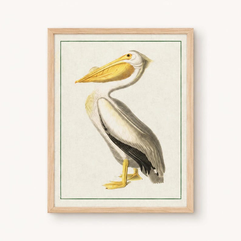 Antique Bird Prints Set | Heron, Flamingo, Pelican Wall Art, Vintage Nature Decor Pelican (Print C)