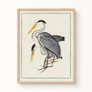 May include: A framed print featuring a detailed illustration of two grey herons with long yellow beaks, white and grey plumage, and dark head markings. The birds are depicted standing against a cream-colored background within a thin green border.