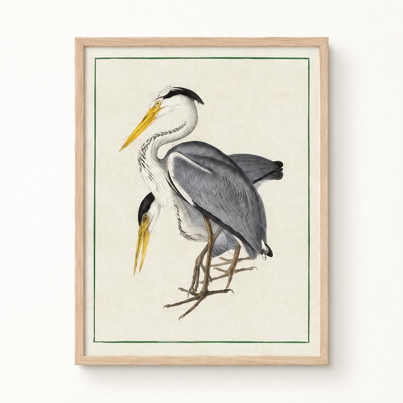 May include: A framed print featuring a detailed illustration of two grey herons with long yellow beaks, white and grey plumage, and dark head markings. The birds are depicted standing against a cream-colored background within a thin green border.