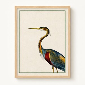 May include: A framed wall art print featuring a detailed illustration of a purple heron with a long neck, a sharp yellow beak, and plumage in shades of blue, gold, and deep red. The bird is set against a cream background with a thin green border.