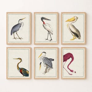Antique Bird Prints Set | Heron, Flamingo, Pelican Wall Art, Vintage Nature Decor All 6 Prints Set