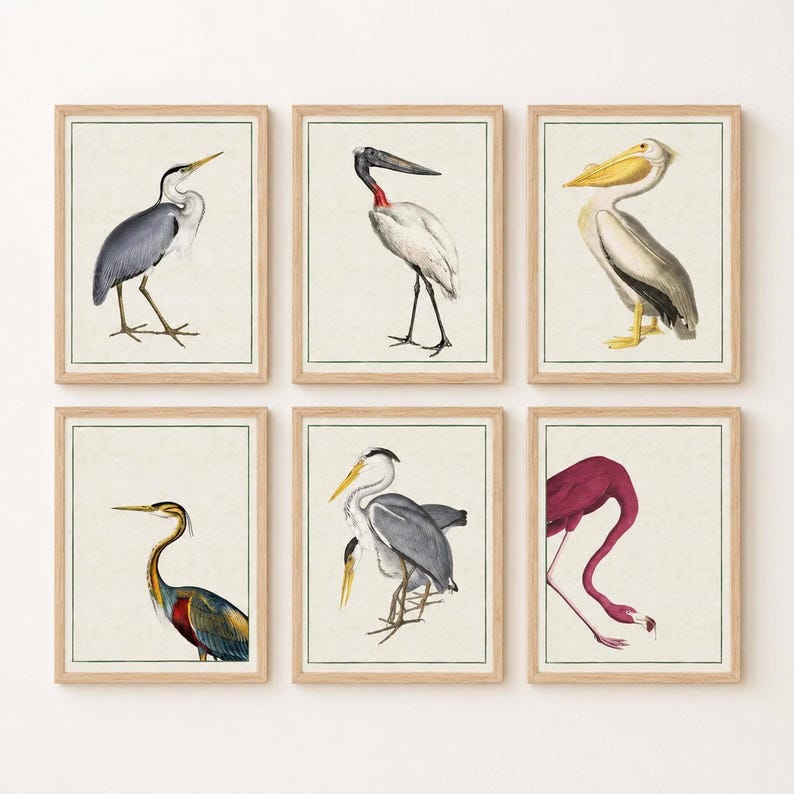 Antique Bird Prints Set | Heron, Flamingo, Pelican Wall Art, Vintage Nature Decor All 6 Prints Set