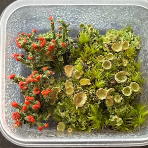 Peut inclure: Un récipient carré en plastique transparent rempli d'un assortiment de mousse et de lichen naturels. L'ensemble présente du lichen aux pointes rouge vif sur la gauche et un mélange de mousse verte et de lichen en forme de coupe sur la droite.
