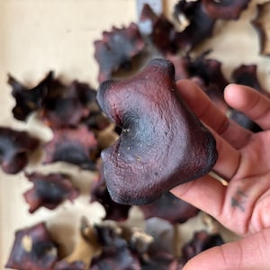 May include: A close-up of a dark burgundy-colored object with a textured surface, held in a hand. Other similar objects are scattered in the background. The object has a unique shape and appears to be organic.