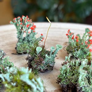 Lot de 2 îlots de lichen coupe Pixie - Terrarium