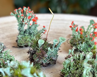 2 stycken Pixie Cup Lichen Islands - Terrarium