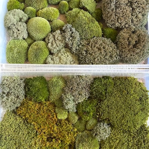 May include: An assortment of preserved moss in a clear plastic container. The moss varies in shades of green, from bright lime to deep forest, with textures ranging from fluffy to dense. Ideal for craft projects or terrariums.