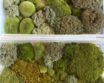 Live Moss Varieties