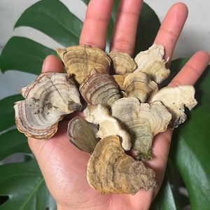 Peut inclure: Gros plan sur une poignée de champignons séchés en forme d'éventail, de couleur marron et beige. Les champignons, aux anneaux concentriques, sont tenus dans une main ouverte. Une feuille verte est visible en arrière-plan.