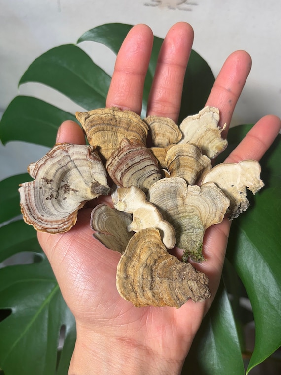 75 Preserved Mushrooms - Bracket Fungi - Polypore Pieces