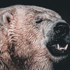 Polar Bear Canvas