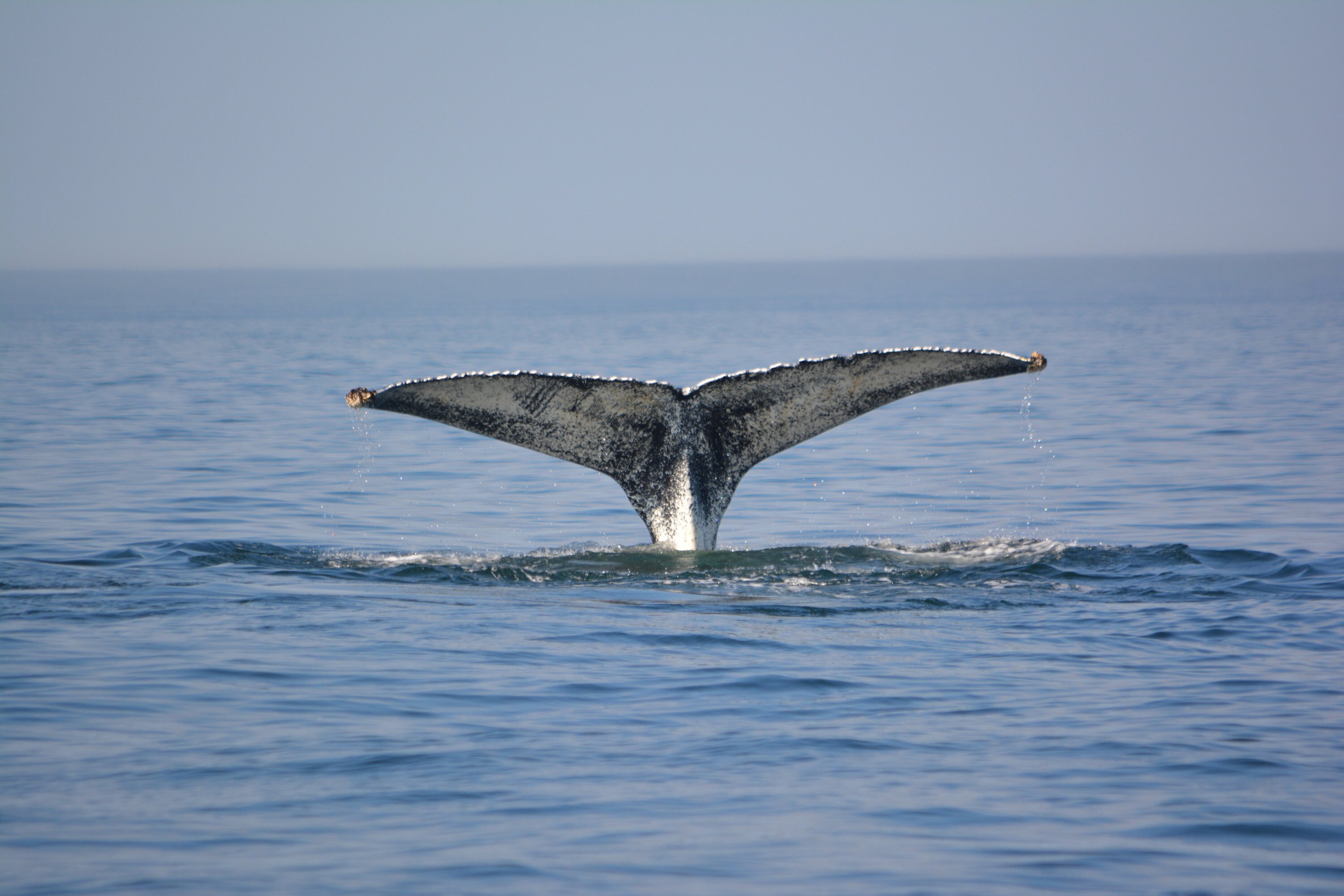 Humpback Whale Series, Digital Humpback Whale Print, Humpback Whale Prints,wildlife Art - Etsy