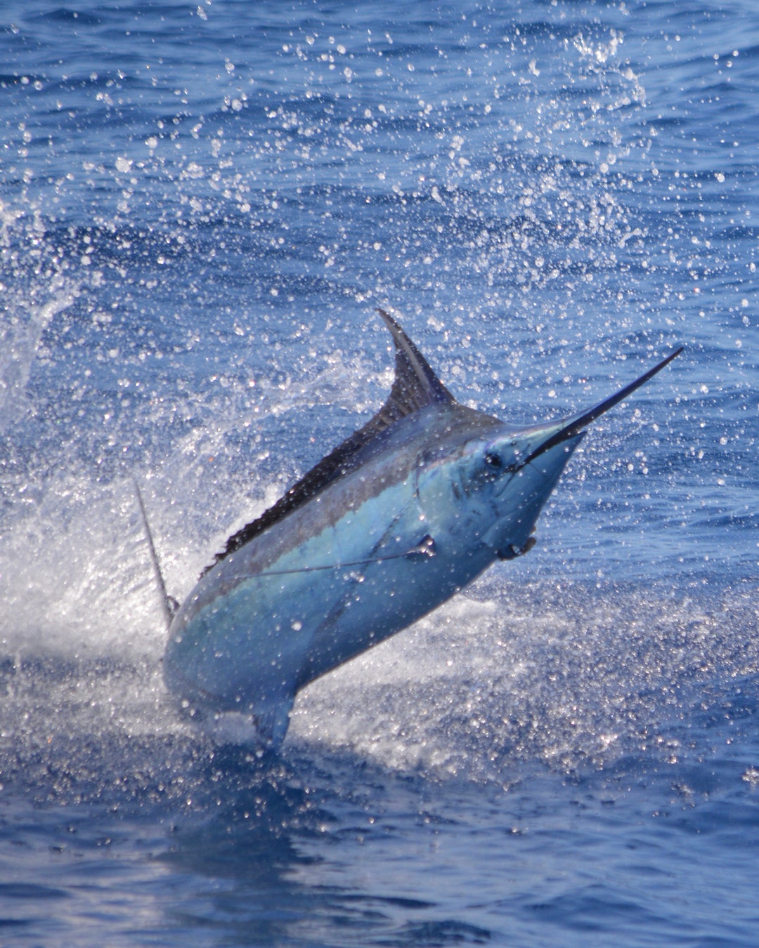 Blue Marlin,digital Print, Blue Marlin Art, Wall Art, Digital Wall Art