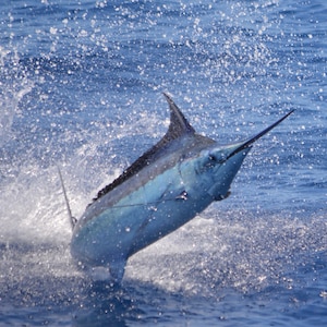 Könnte beinhalten: Ein blauer Marlin springt aus dem Wasser und erzeugt dabei einen Sprühnebel aus Wassertröpfchen. Der Marlin befindet sich in der Luft, seine Rückenflosse und sein Schnabel sind sichtbar. Das Wasser hat eine tiefblaue Farbe.