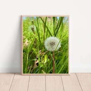 Dandelion Digital Print