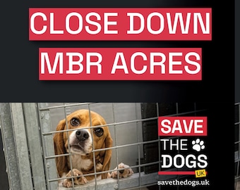 May include: A set of 48 square stickers with a gloss finish, measuring 85mm. The design features a beagle behind a metal cage with the red and white text: CLOSE DOWN MBR ACRES, SAVE THE DOGS UK, and the website address savethedogs.uk.