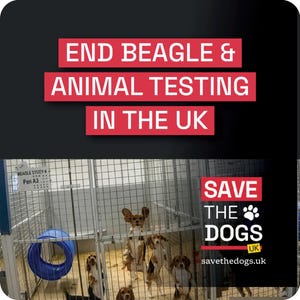 48 Stickers 85mm - End Beagle & Animal Testing in the UK - Save The Dogs UK
