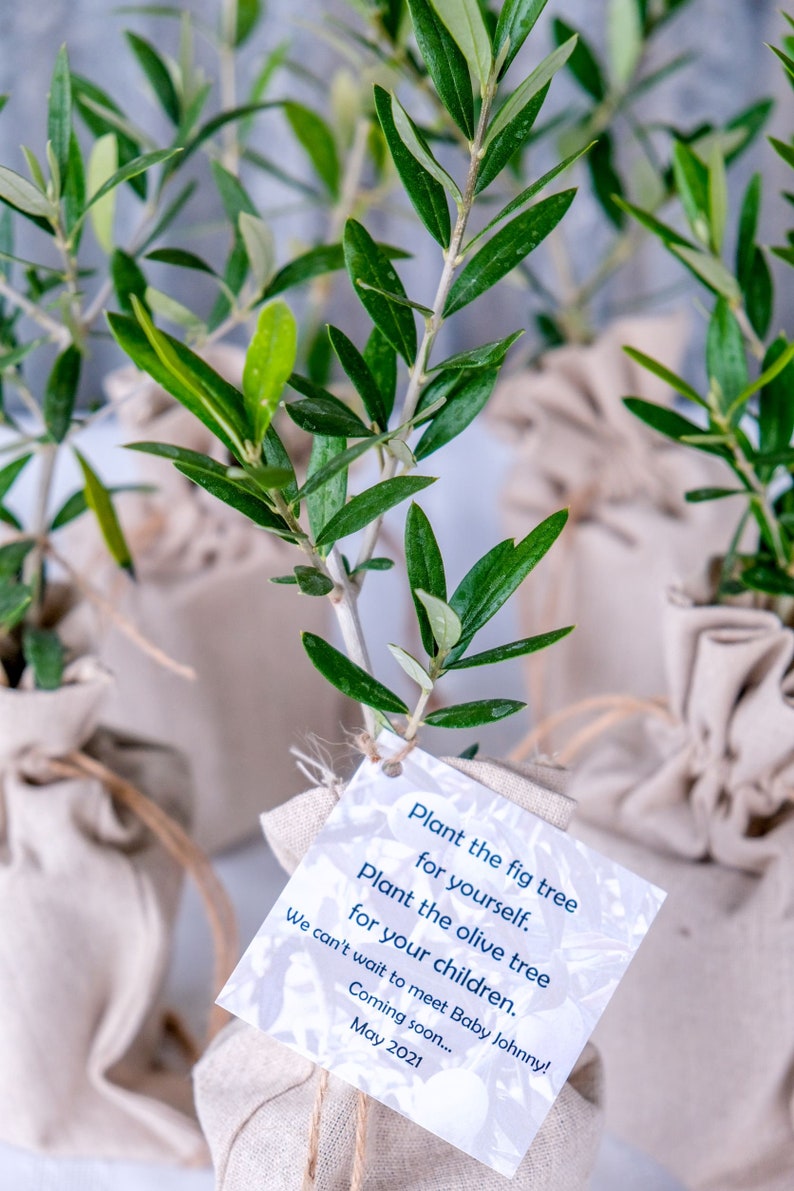 Olive Tree Gift in Burlap Sack Etsy