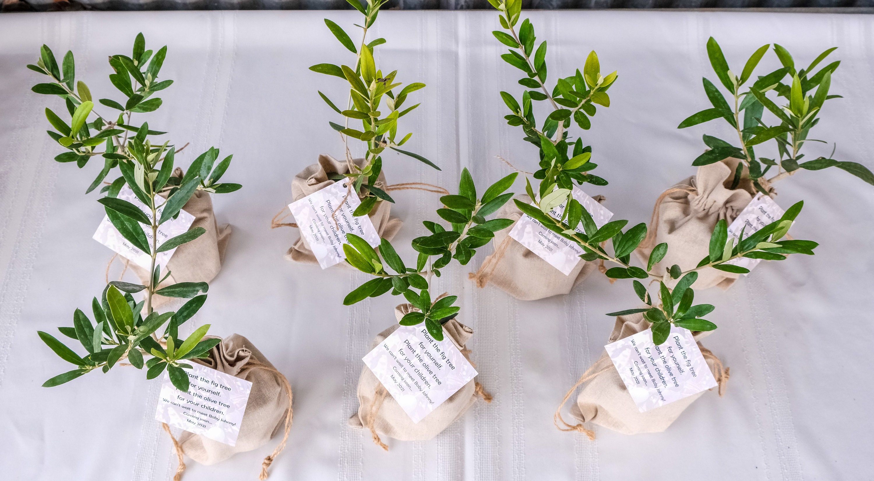 Olive Tree Gift in Burlap Sack Etsy