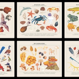 D.C. Maryland Virginia Wildlife Watercolor Prints: 5x7, 8x10, & 11x14 Mushrooms, Bugs, Birds, Reptiles Amphibians, Mammals, and Ocean Life