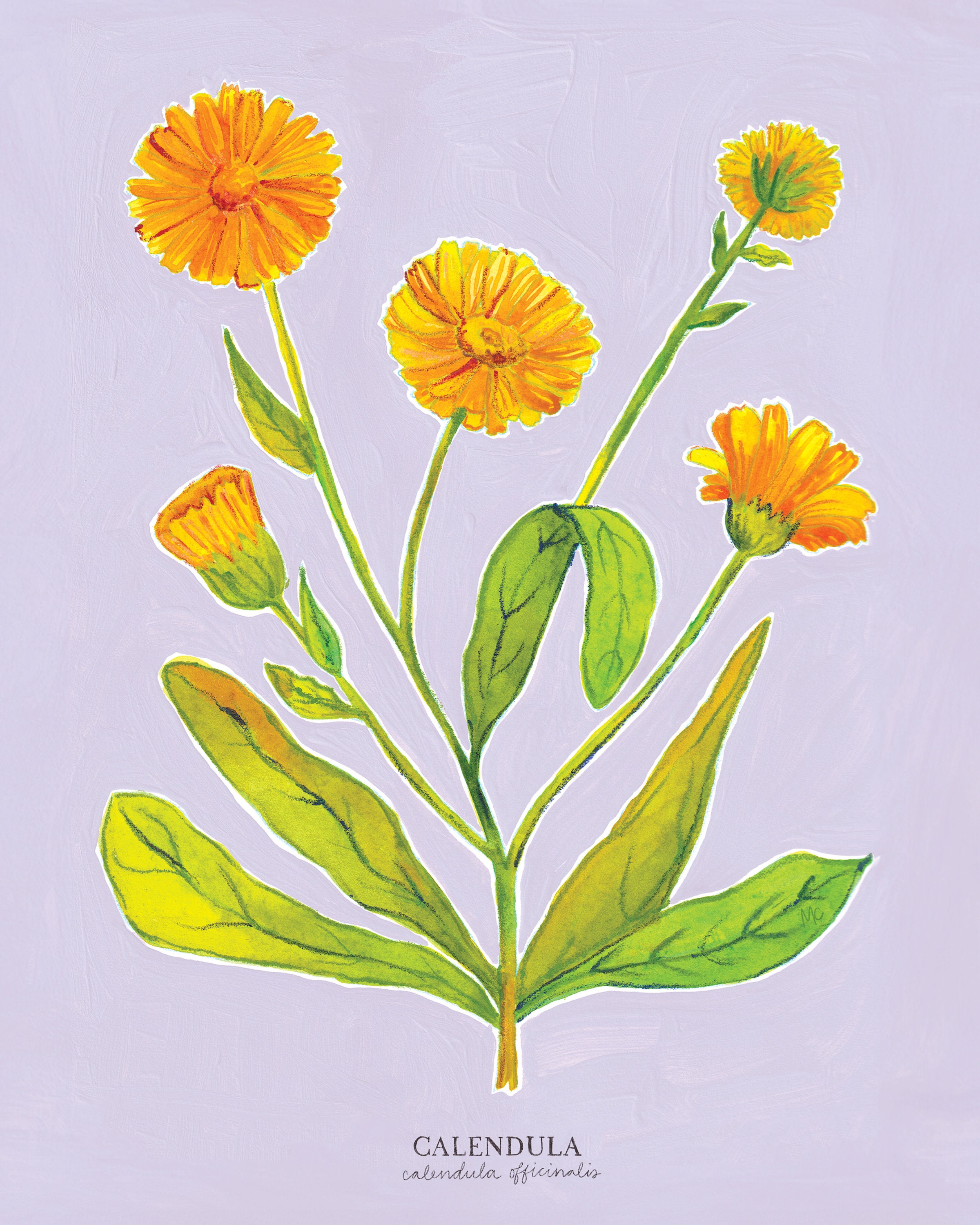 Calendula Botanical Art Print 8x10 - Plant and Flower Mixed Media ...