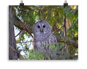 Barred Owl Photograph- Fine Art Wall Print