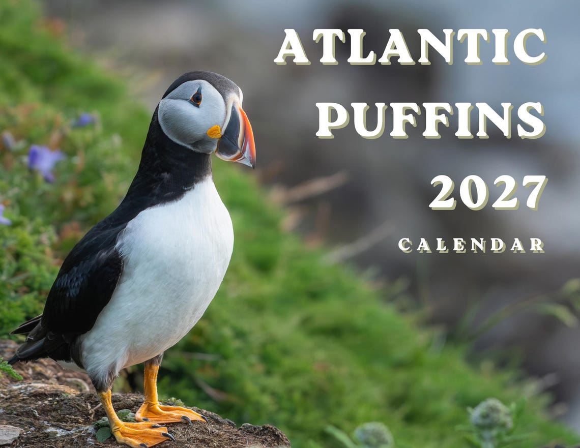 Atlantic Puffins 2027 Wall Calendar- Original Bird Photography - Etsy ...