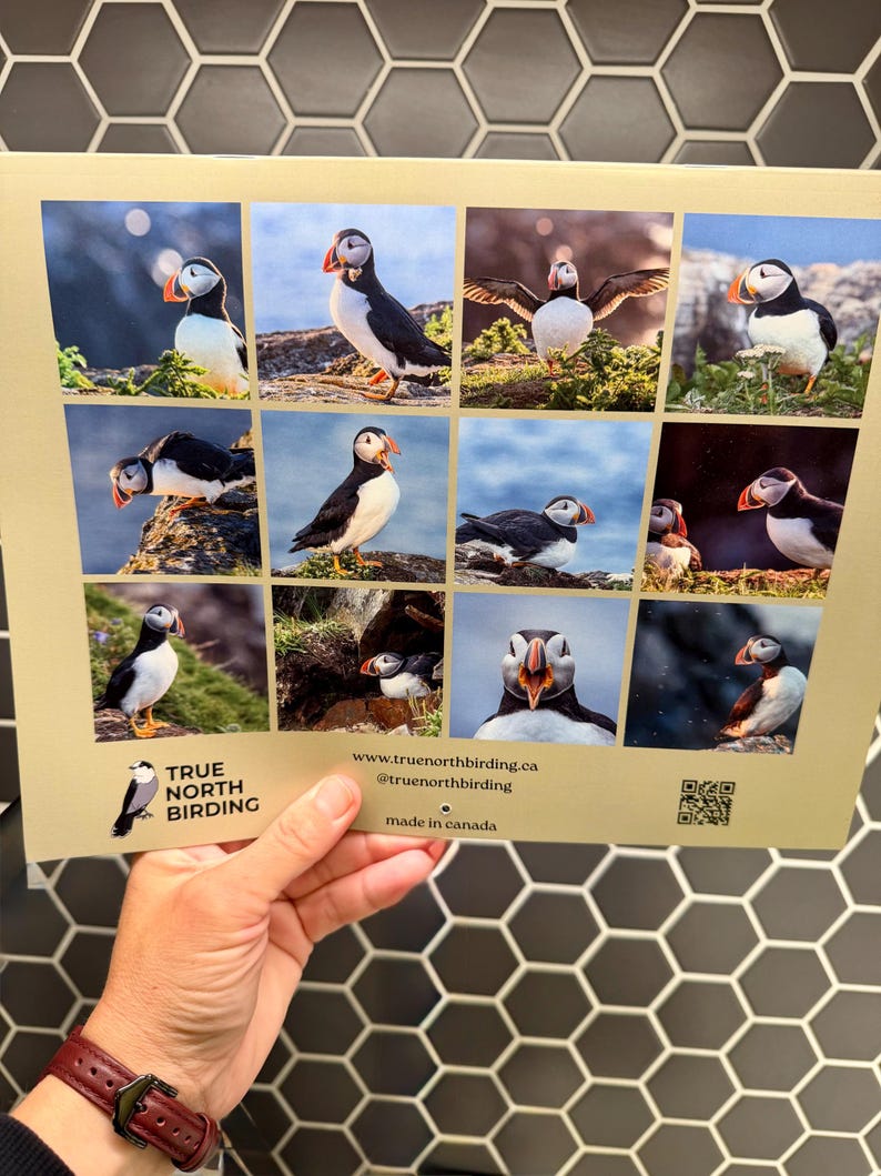 Atlantic Puffins 2027 Wall Calendar- Original Bird Photography - Etsy ...