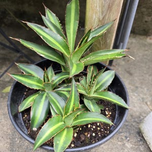 Agave Lophantha Splendida