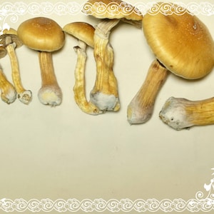 May include: A close-up of a group of dried golden mushrooms with white stems. The mushrooms are arranged in a row on a light beige surface. The text "P. cubensis" is written in the bottom right corner of the image.
