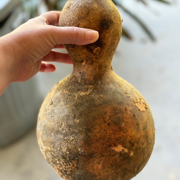 Bottle Gourd seeds for birdhouses