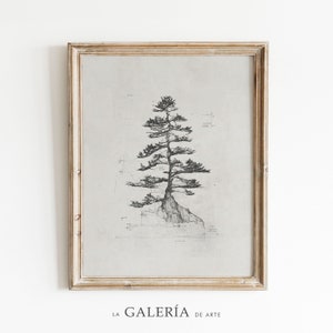 Stampa di pino / schizzo di albero / decorazione minimalista