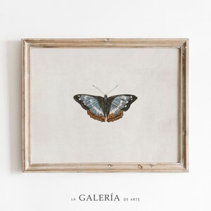Vintage Butterfly Print | Insect Print | Nature Wall Art