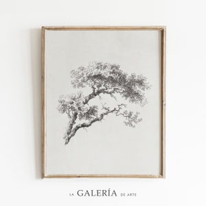 Stampa di disegno di albero / Schizzo botanico d'epoca / Schizzo di albero antico