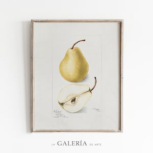 Pear Painting | Country Kitchen Wall Art | Vintage Fruit Print