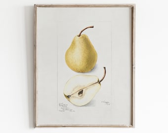 Pear Painting | Country Kitchen Wall Art | Vintage Fruit Print