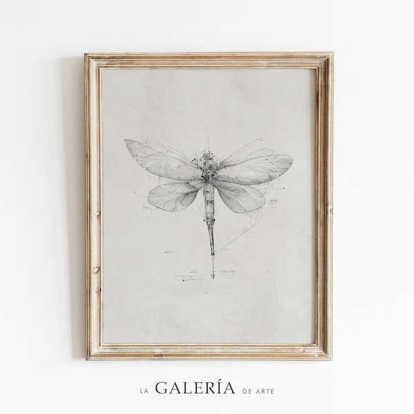 Dragonfly Illustration | Insect Print | Scientific Drawing