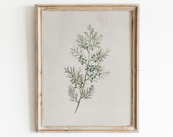 Vintage Botanical Print | French Farmhouse Decor | Antique Botanical Art